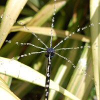 Sprinkler in Beeten